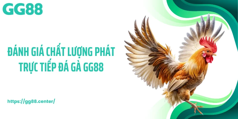 Đánh giá chất lượng phát trực tiếp đá gà GG88